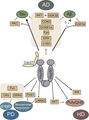 Therapeutic Potential of the Hsp90/Cdc37 Interaction in Neurodegenerative Diseases